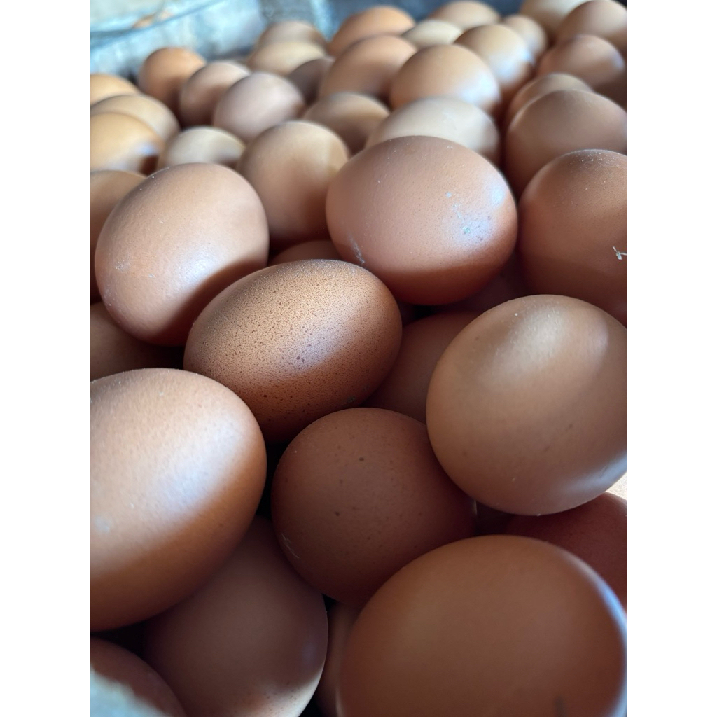 promo telur ayam cilacap