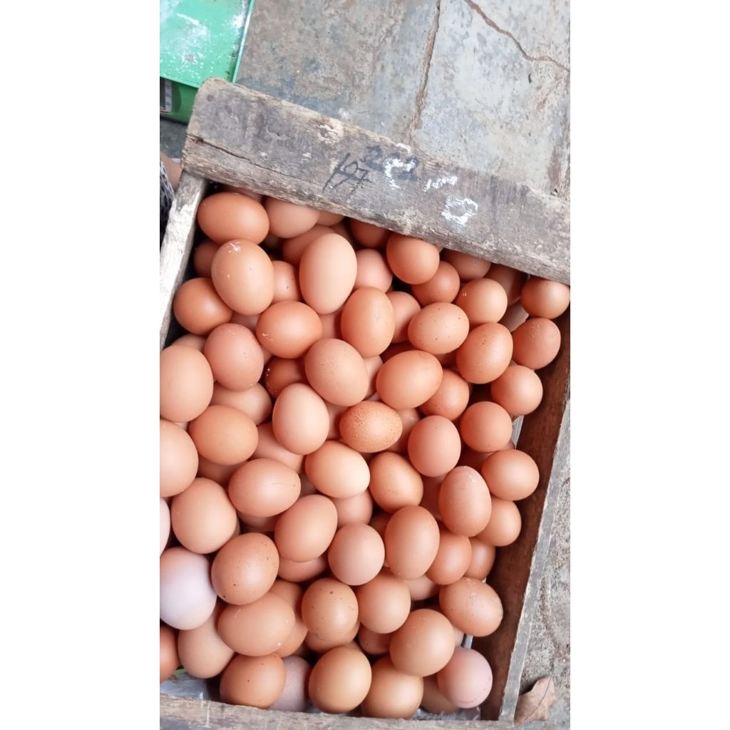 Telur Ayam Negeri Segar 1kg - Fresh & Praktis lokal pati