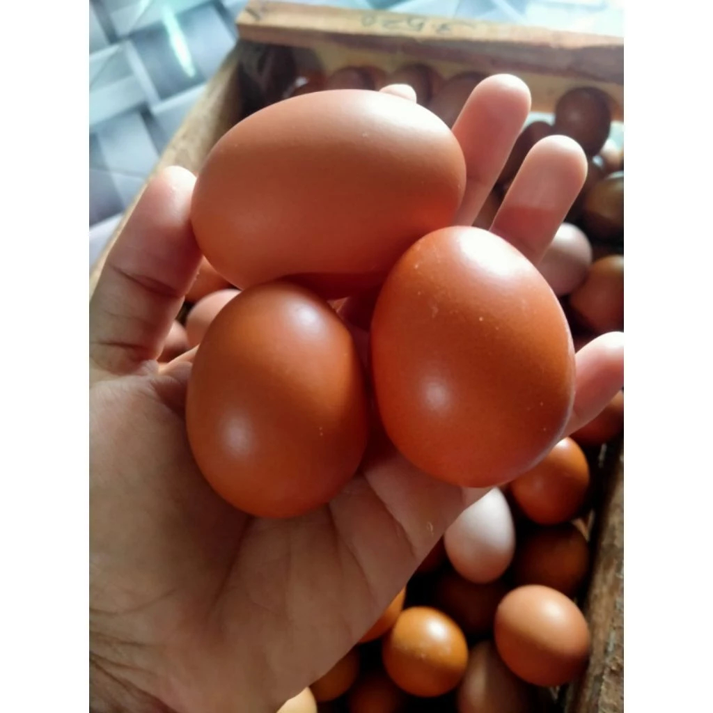TELUR AYAM NEGERI fresh pilihan / Pengiriman INSTAN solo sukoharjo - Gambar 4