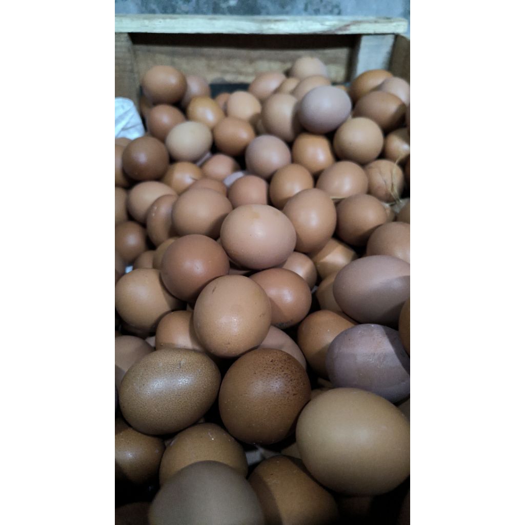 Telur Ayam Negeri Segar 800gr 1kg - Fresh & Praktis - Gambar 2