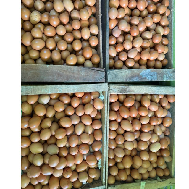 TELUR AYAM FRESH COKLAT SEMARANG - Gambar 2