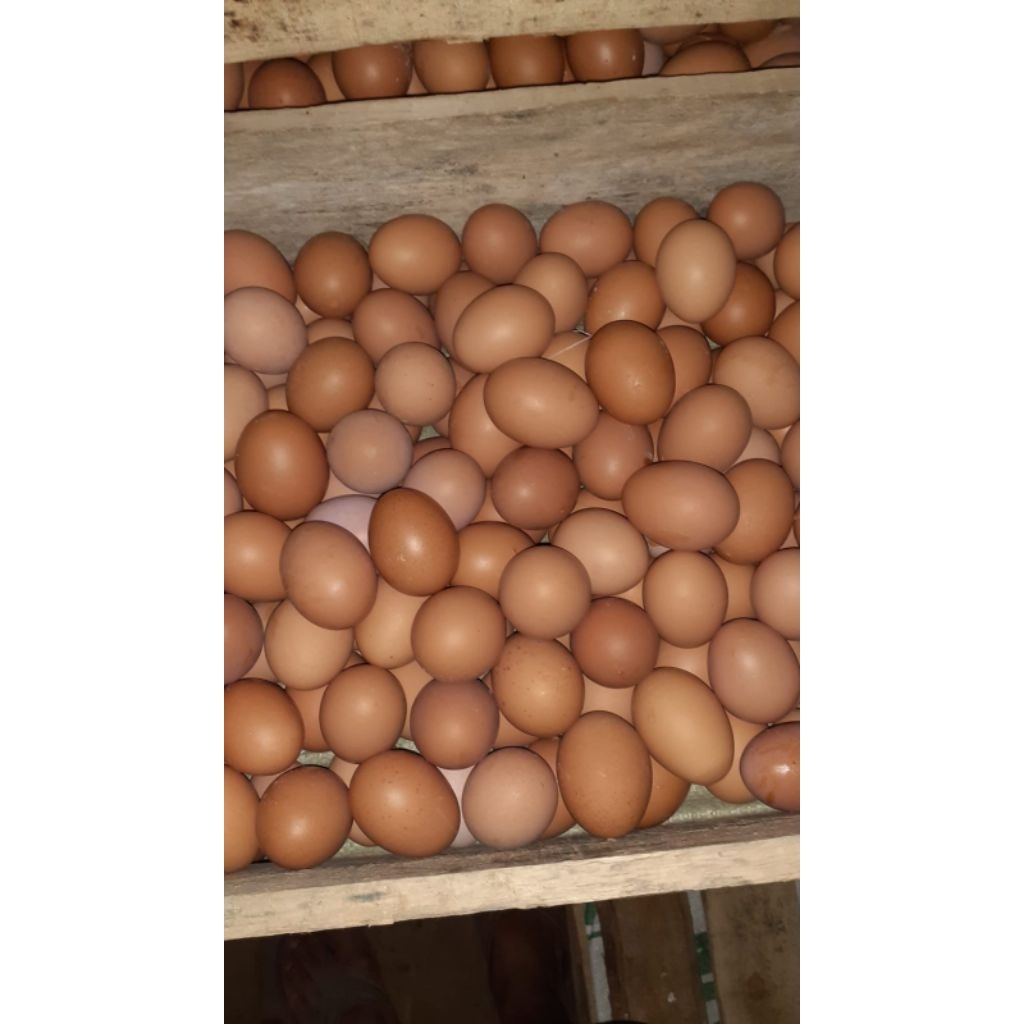 Telur Ayam Negeri Segar 1kg - Fresh & Praktis lokal pati - Gambar 2