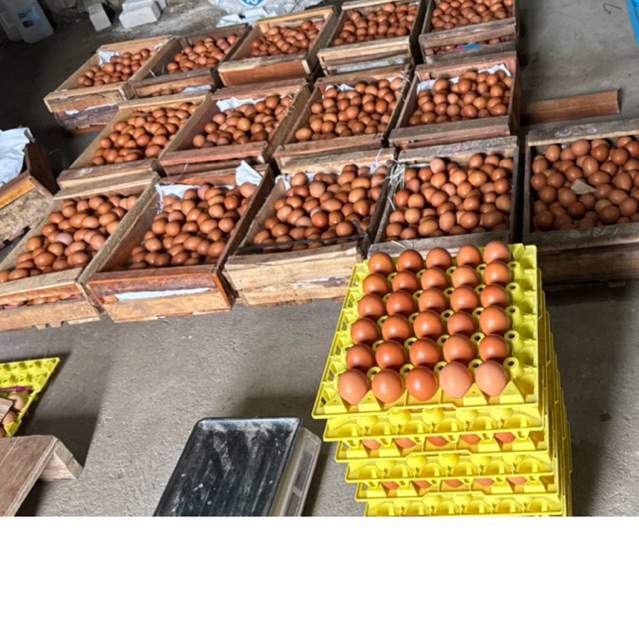 TELUR AYAM FRESH COKLAT SEMARANG - Gambar 3
