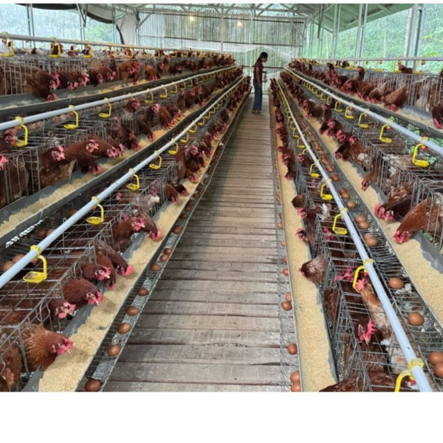 TELUR AYAM FRESH COKLAT SEMARANG - Gambar 4