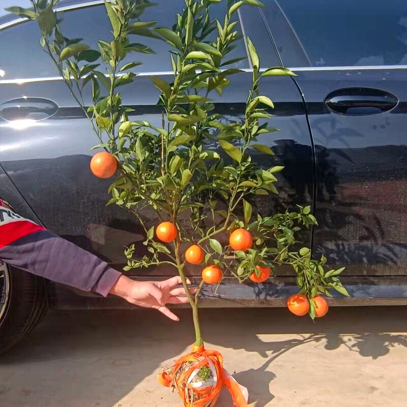 Sugar Orange Sapling Field Cultivation Potted Plant South North