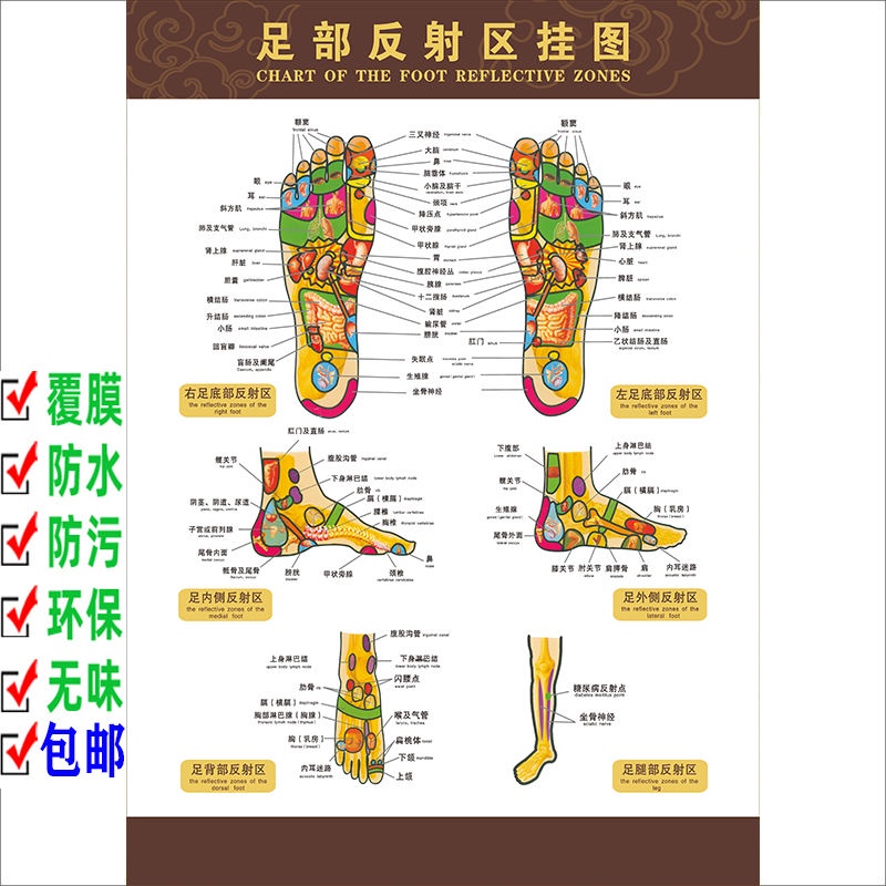 Human Foot Reflex Area Wall Chart Foot Massage Acupoint Picture Foot