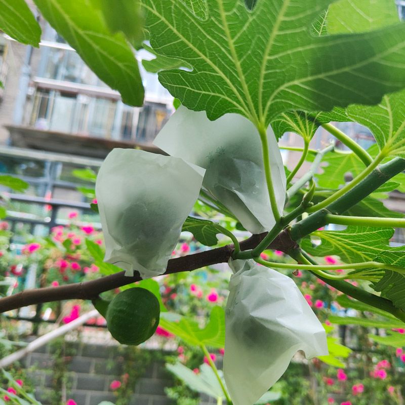 Special FIG bagging special bag fruit bagging fruit bagging FIG insect