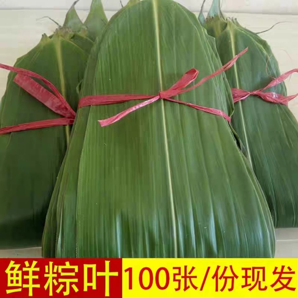 Leaves freshly picked zongzi leaves large leaves of wild bamboo reed ...