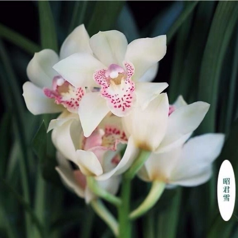 Fragrant Orchid Seedling Big Flower Cymbidium Faberi Blue Black ...