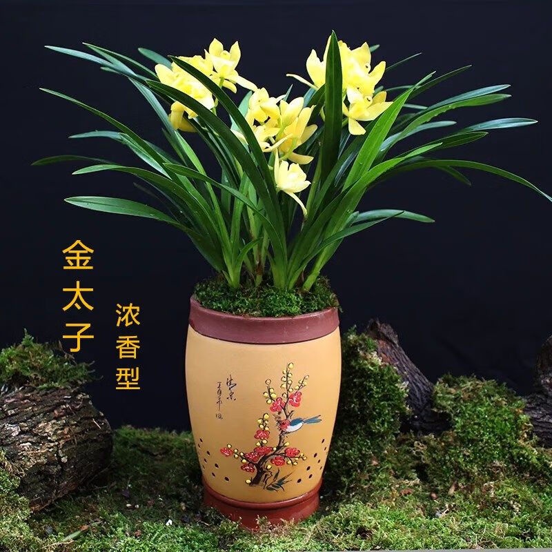 Fragrant Orchid Seedling Big Flower Cymbidium Faberi Blue Black ...