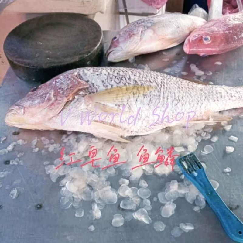 Fish scale Fish scale 1kg Clean Hygienic Natural No Added Preservatives ...