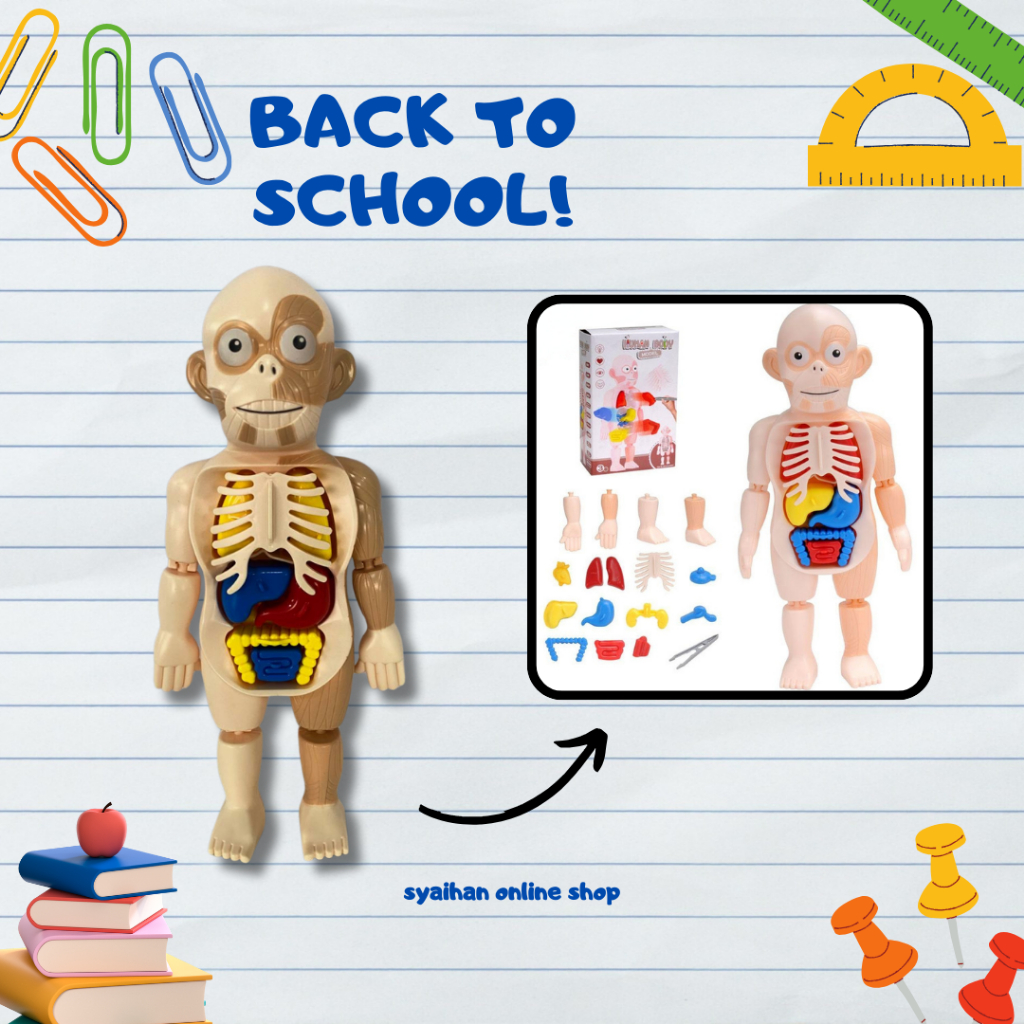 Human Body With Organs Anatomy Learning Toys Laboratory/Montessori 3D ...