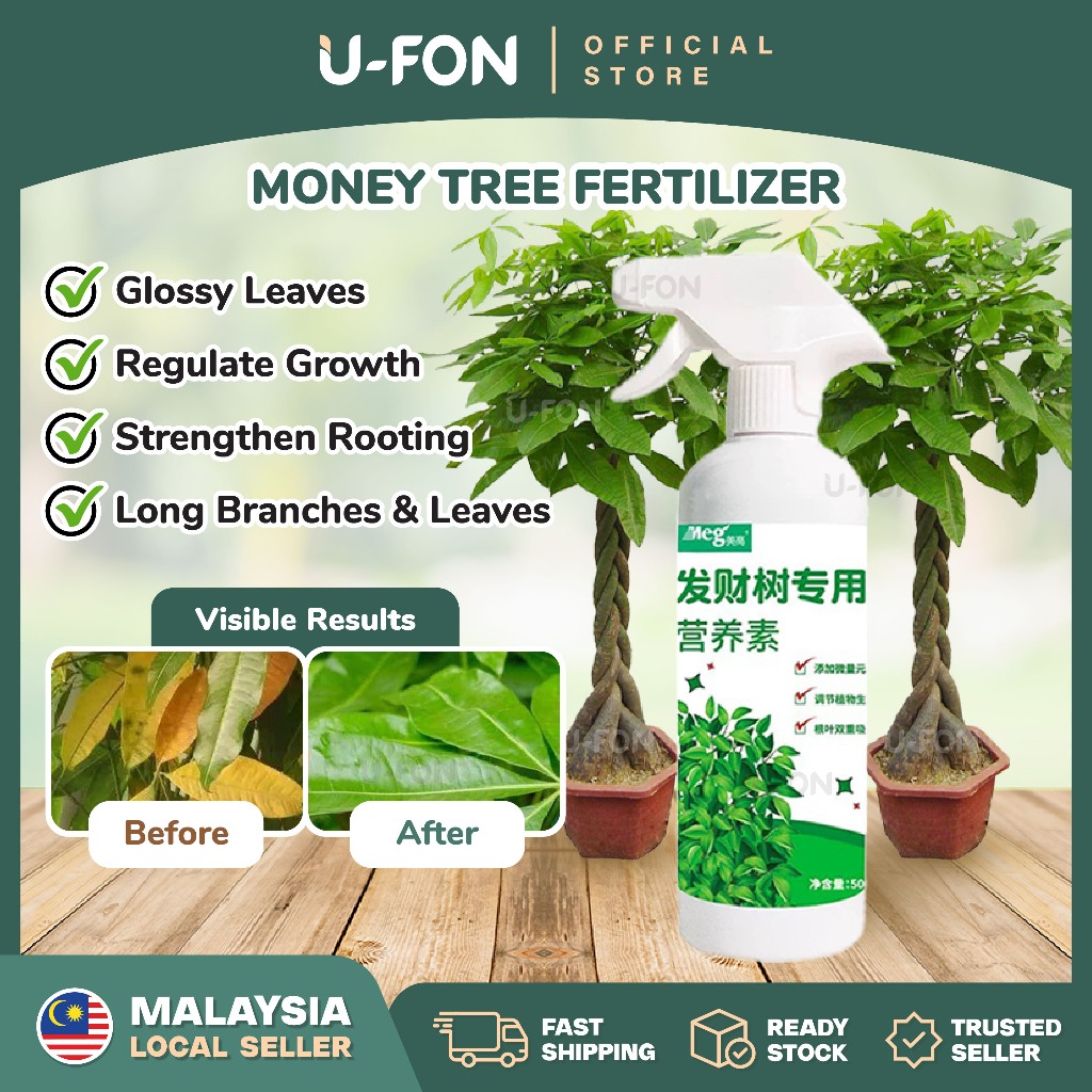 Money Tree Fertilizer Pachira Macrocarpa Special Nutrient Solution Flower Fertilizer  Plant Vitality Lotion  | Shopee Singapore