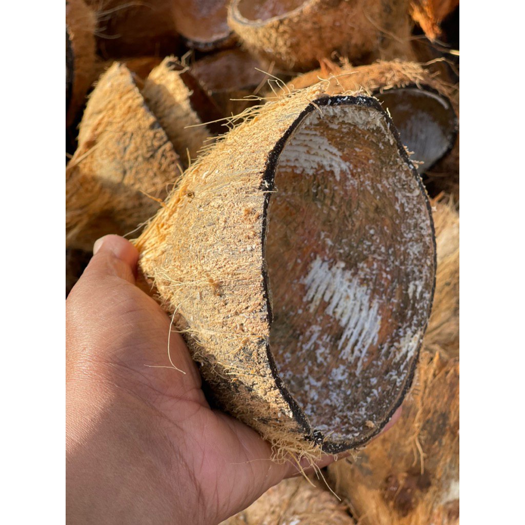 COCONUT MILK SHELL | Shopee Singapore