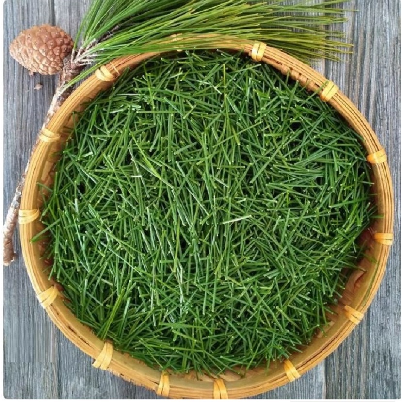 Pine Needle Tea 100% Pure Natural Dried Masson Pine Needles Wild Pine ...
