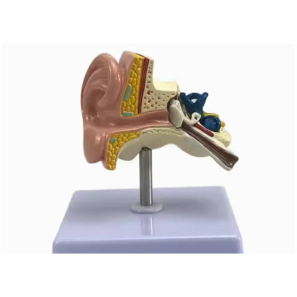 Model Anatomi Telinga Manusia/ Model of Ear Anatomy Science Educational ...