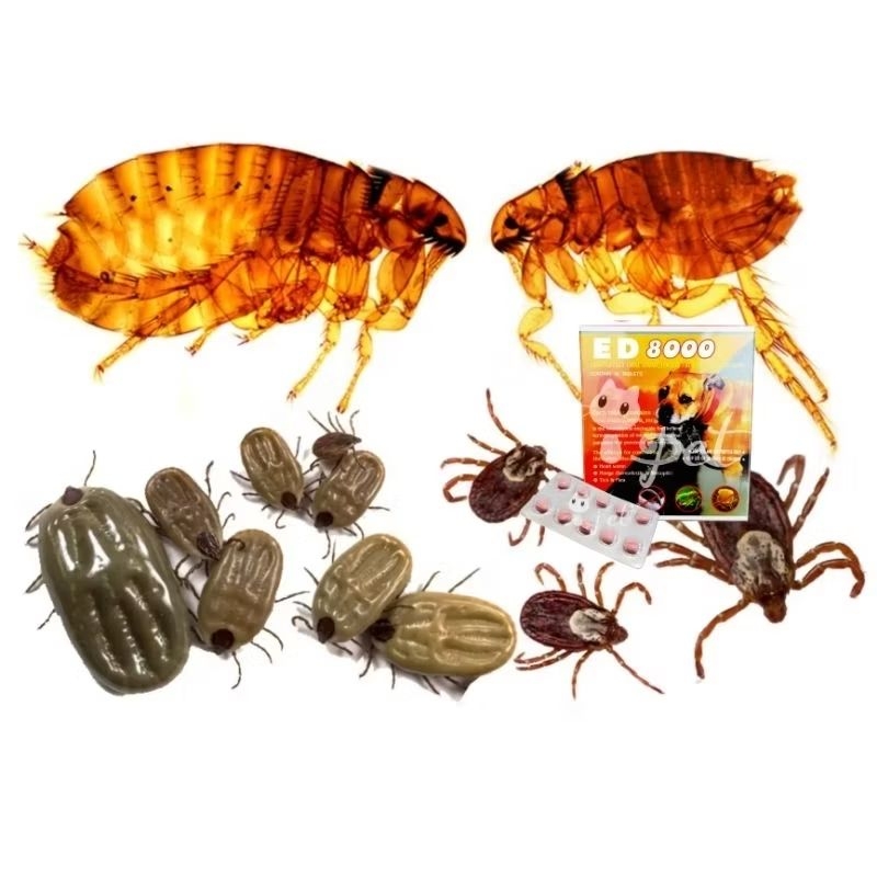 E8000 Heart Worm / Mange / Tick & Flea Control (Dog & Cat) 10 Tablets ...