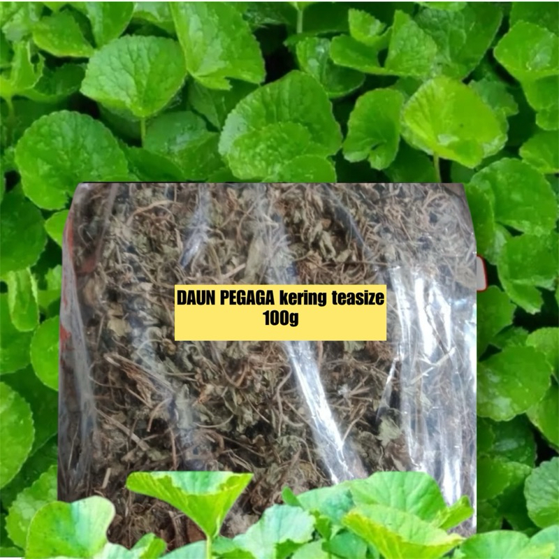 Dried PEGAGA LEAVES 100g | Shopee Singapore