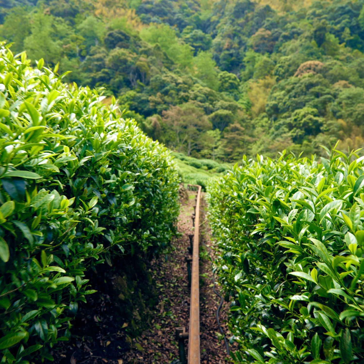 [Coffee Icon] Taiwan Premium Tea 150g - Taiwan Puli Mountain Tea 台灣 杉林溪 ...