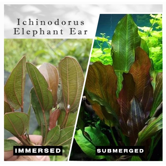 Echinodorus Elephant Ear (2 Rhizome)- Aquatic Fresh Plant | Shopee ...