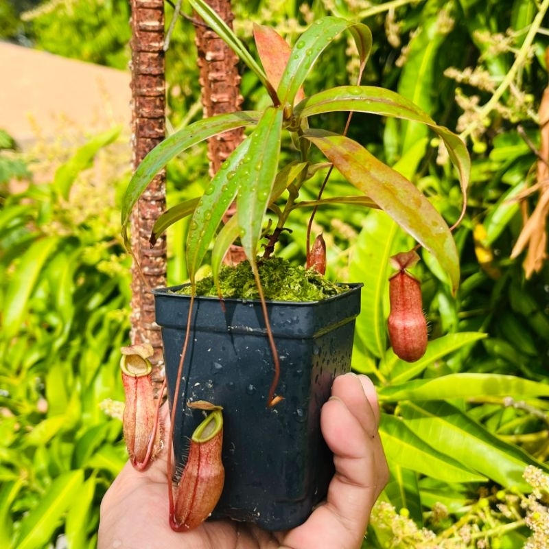 Nepenthes Bellii (TC) | Shopee Singapore