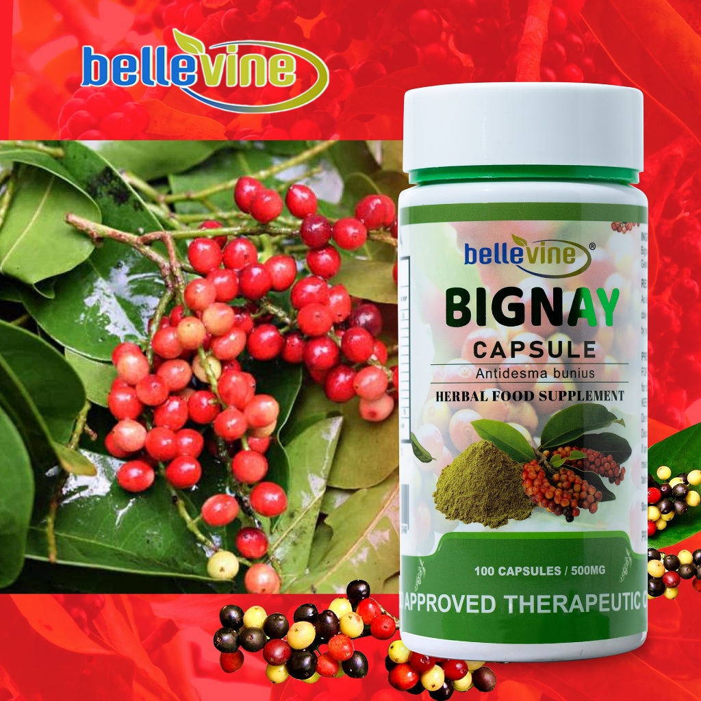 Authentic Bignay Supplement Capsules 500mg Bottle of 100 (Antidesma ...