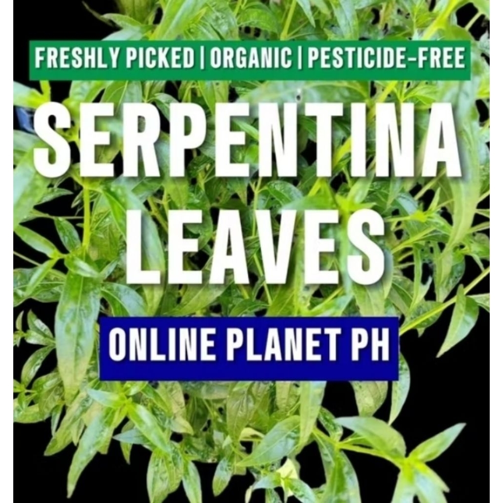 Dahon ng Serpentina from the Garden (150pcs/ 1 tub) | Shopee Singapore