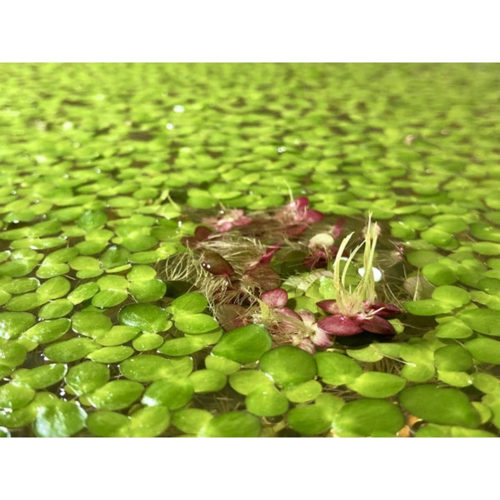 giant duckweed floating plant for pond and aquarium | Shopee Singapore