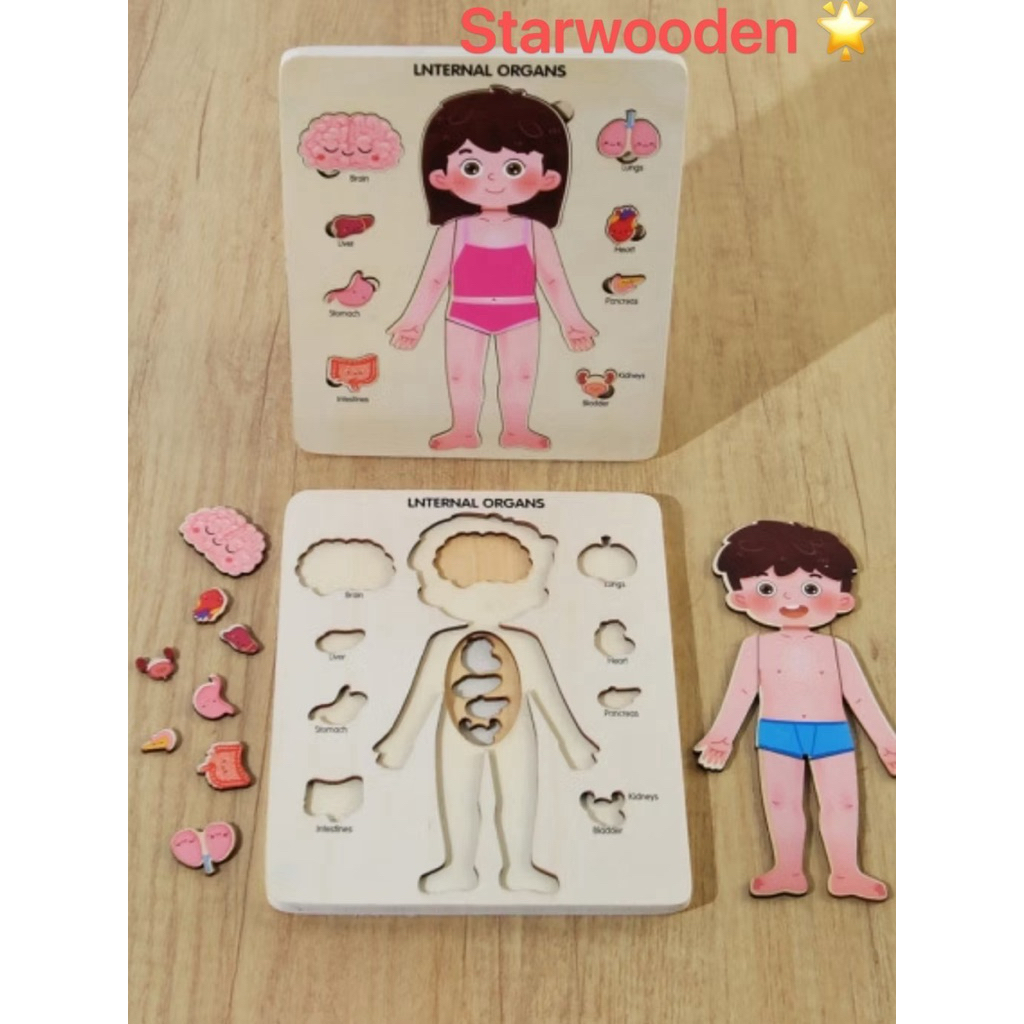 Wooden Internal Organs Multilayer Learning Anatomical Human Body Puzzle ...