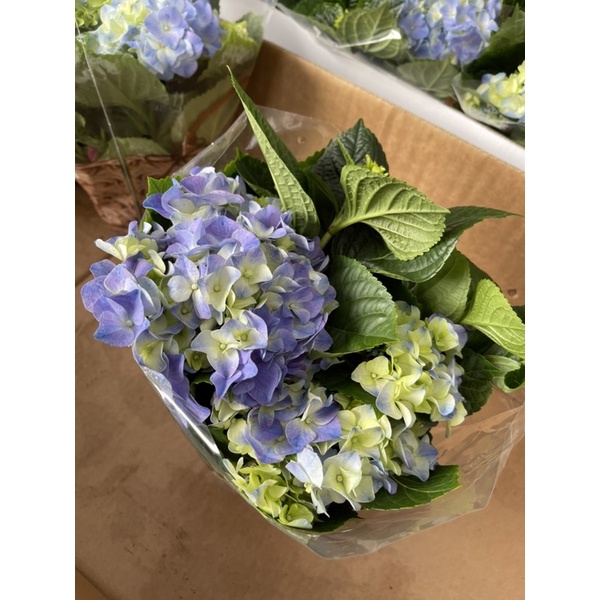 Buy hydrangea plant At Sale Prices Online - July 2026 | Shopee Singapore