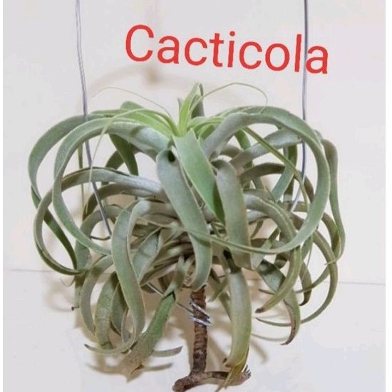 cacticola airplant tillandsia indoor outdoor air purifying plant