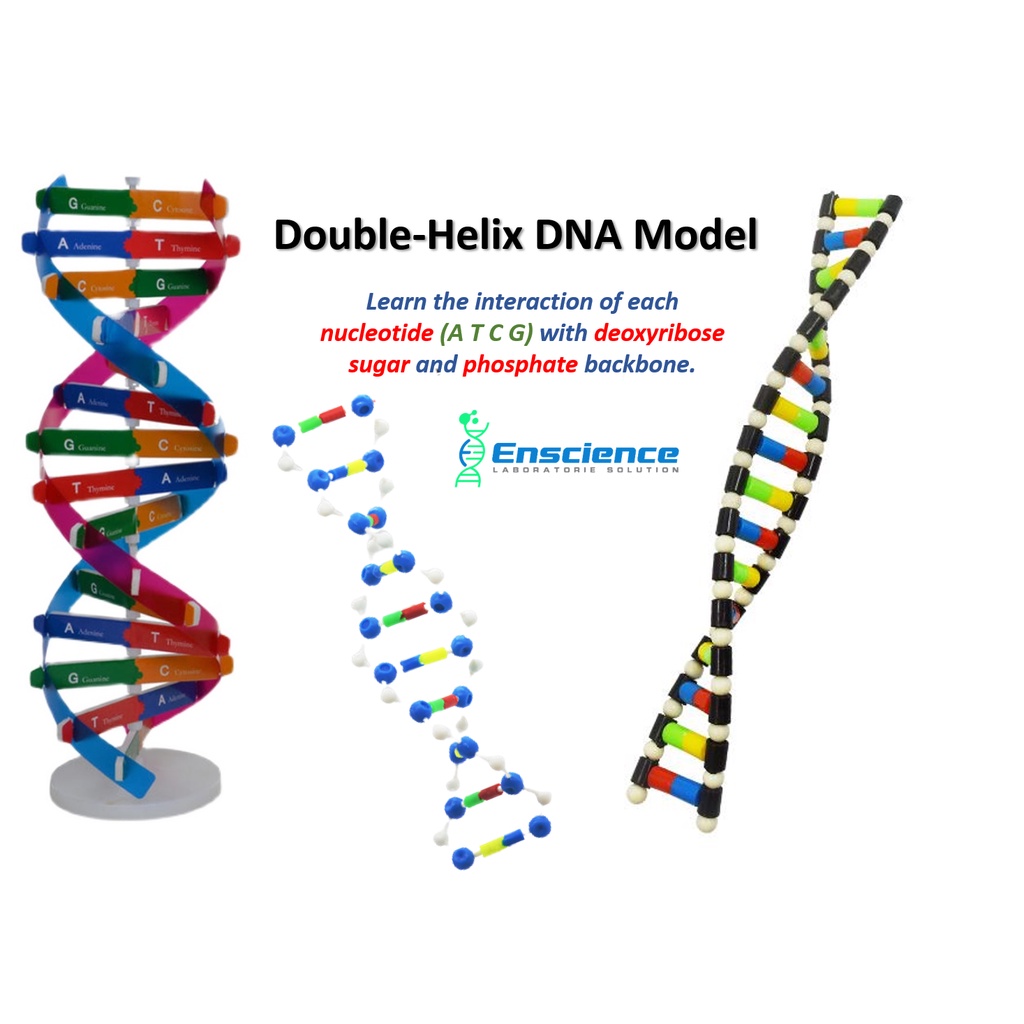 DNA Double-Helix Model (STEM) for Sciences PT3 SPM | Shopee Singapore