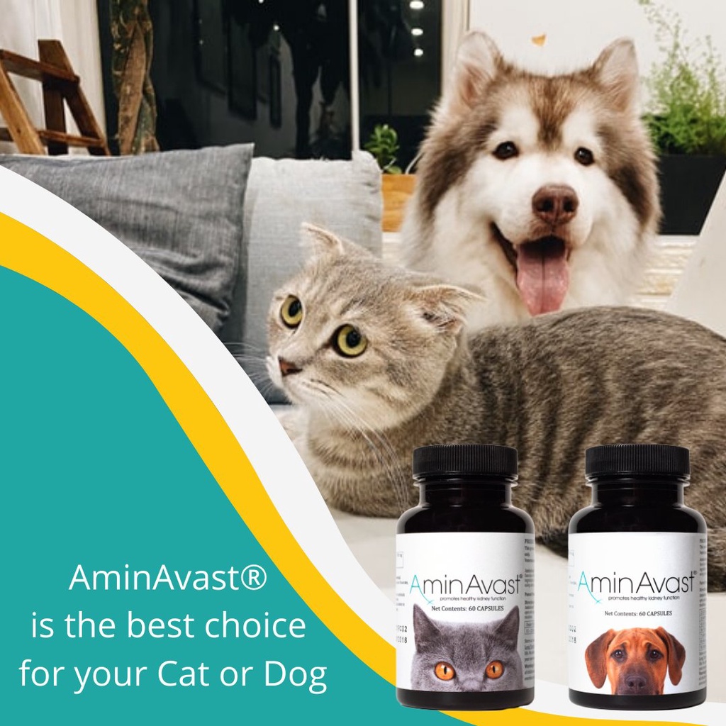 AminAvast Cat Natural Kidney Support 60 Capsules Cat Supplement Pet Supplement Renal Health Azodyl Epakitin Shopee Singapore
