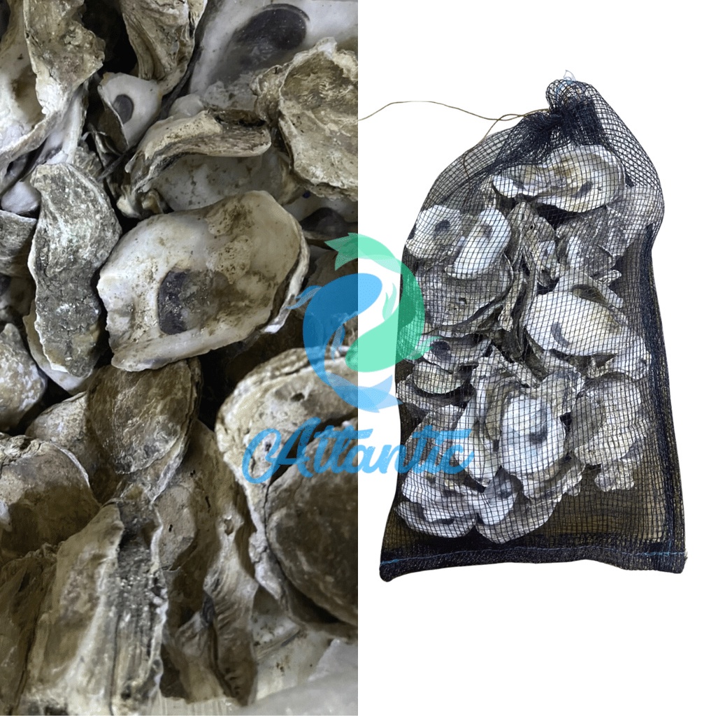 2 KG Shells Plus Net Bag Fish Pond Filter Media PH Buffer Oyster Shell ...