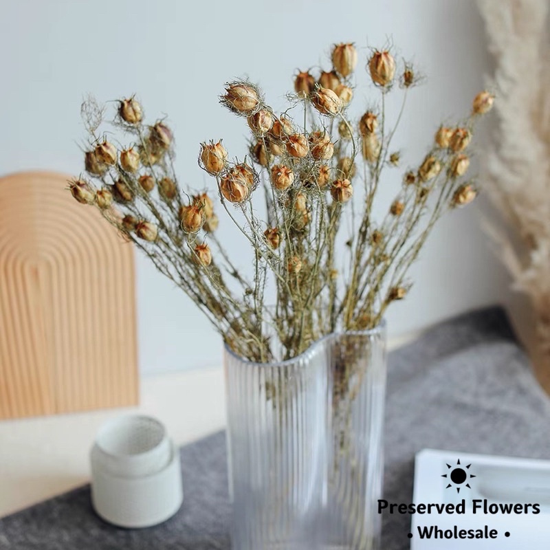 🇸🇬[SG Stock]Dried Nigella Pods Bunch Preserved Flowers Dried Flowers