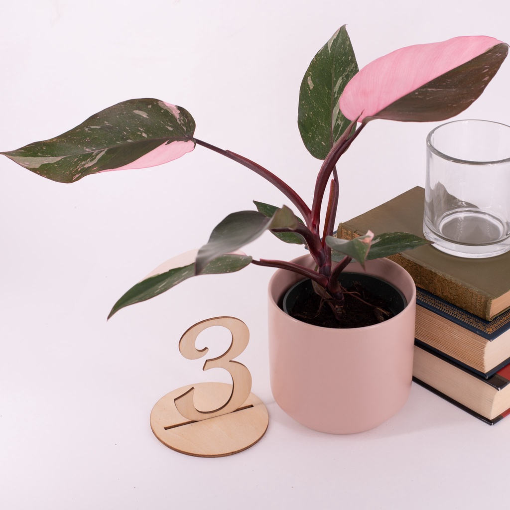 lime prayer plant Lemon Lime Maranta ( Green Prayer Plant ) – In Succulent Love main image 0