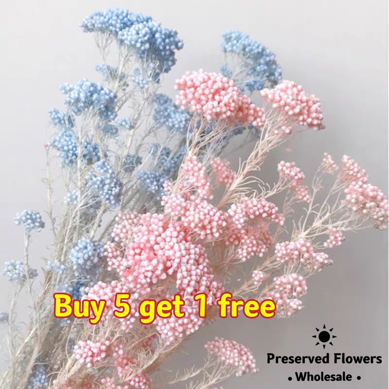 [SG Stock]Preserved Flowers Dried Flowers Preserved Rice Flowers
