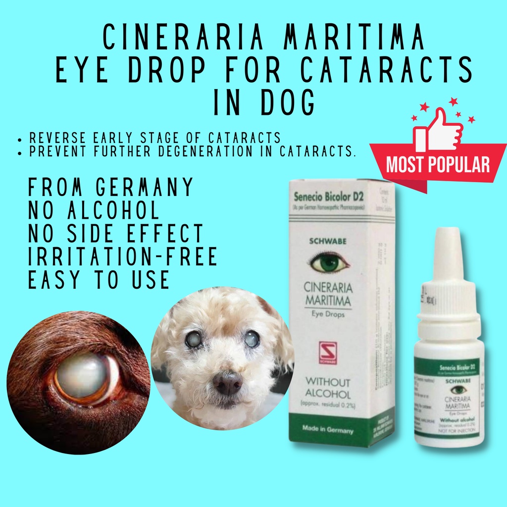 Dr Reckeweg / Dr Schwabe CINERARIA MARITIMA Eye Drop for Cataract in