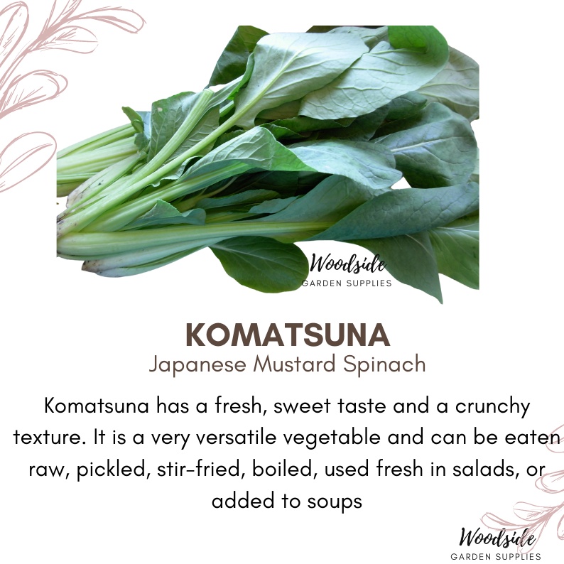 100 Komatsuna Greens/ Japanese Mustard Spinach Seeds Non GMO ship fr
