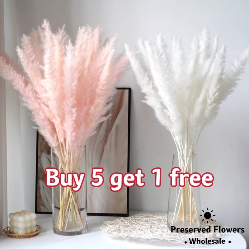 [SG Stock]Preserved Flowers Dried Flowers Dried Small Pampas Singapore