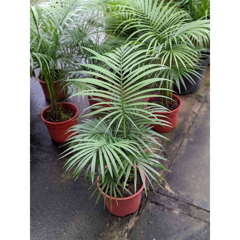 Java Palm - Beautiful Bushy Fuss-Free House Plant | Shopee Singapore