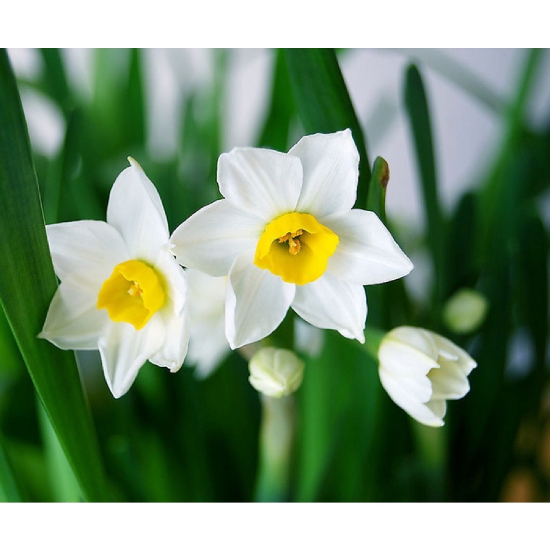 Daffodil Tuber Seed one Pc Free Normal Mail(OLP)Fr Sg Shopee Singapore