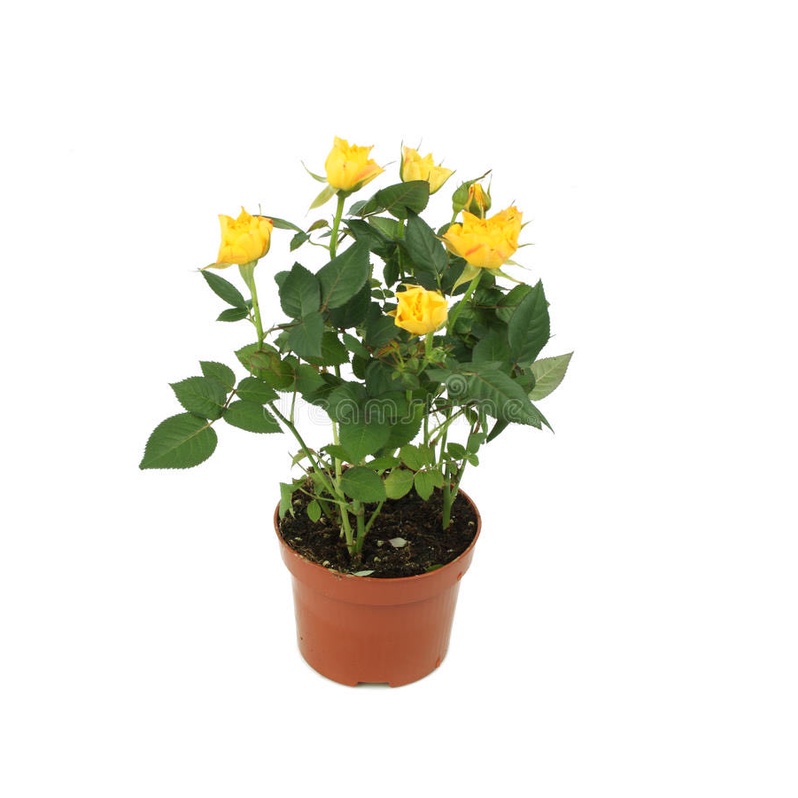 Miniature Rosa Rose, Mini Rose Baby Yellow (0.4mH, in pot of 10.5cm ...