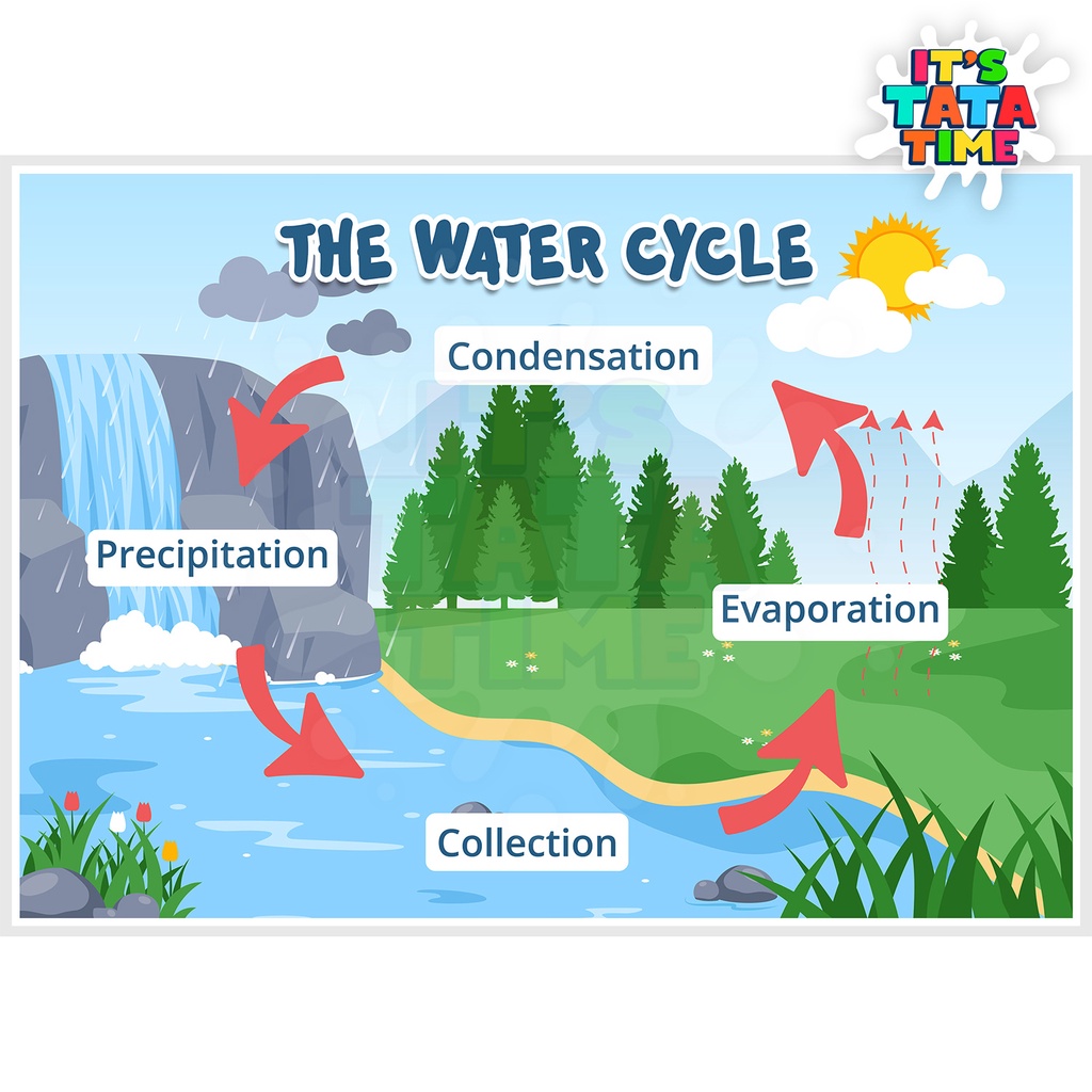 Water Cycle Educational Chart for Children - A4 Laminated Glossy ...