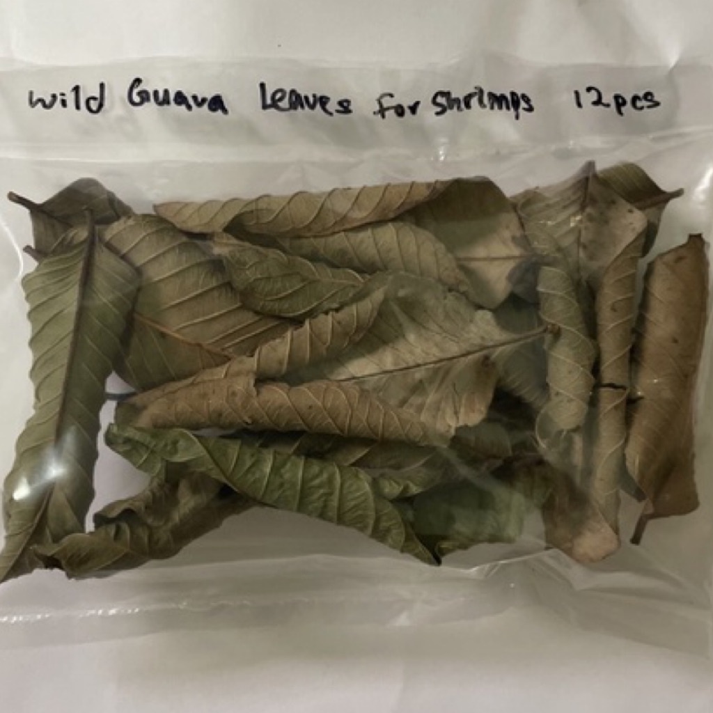 NATUTAL SunDried [WILD FOREST GUAVA LEAVES] For Shrimps And Fish