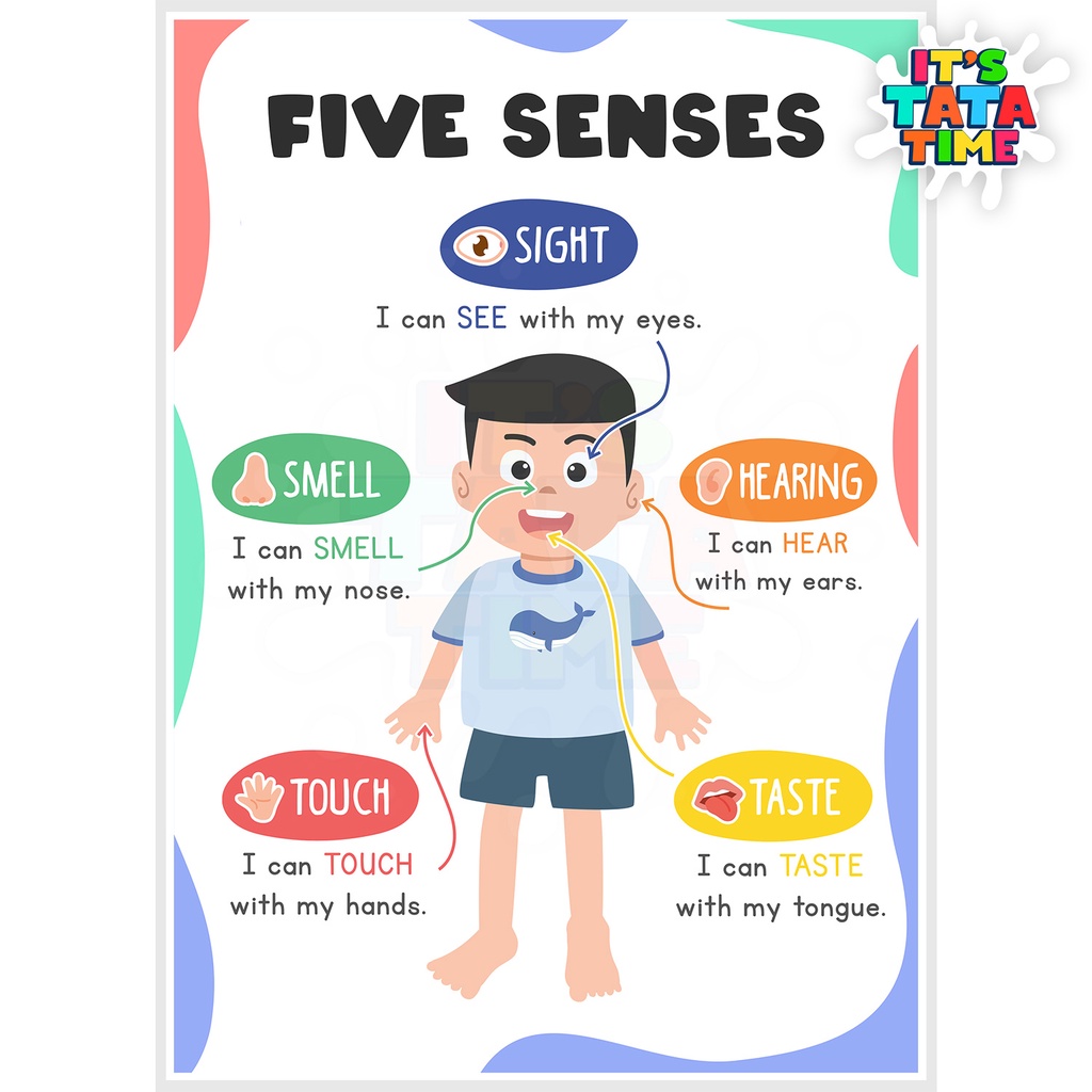 5 Senses Educational Chart for Children - A4 Laminated Glossy | Shopee ...