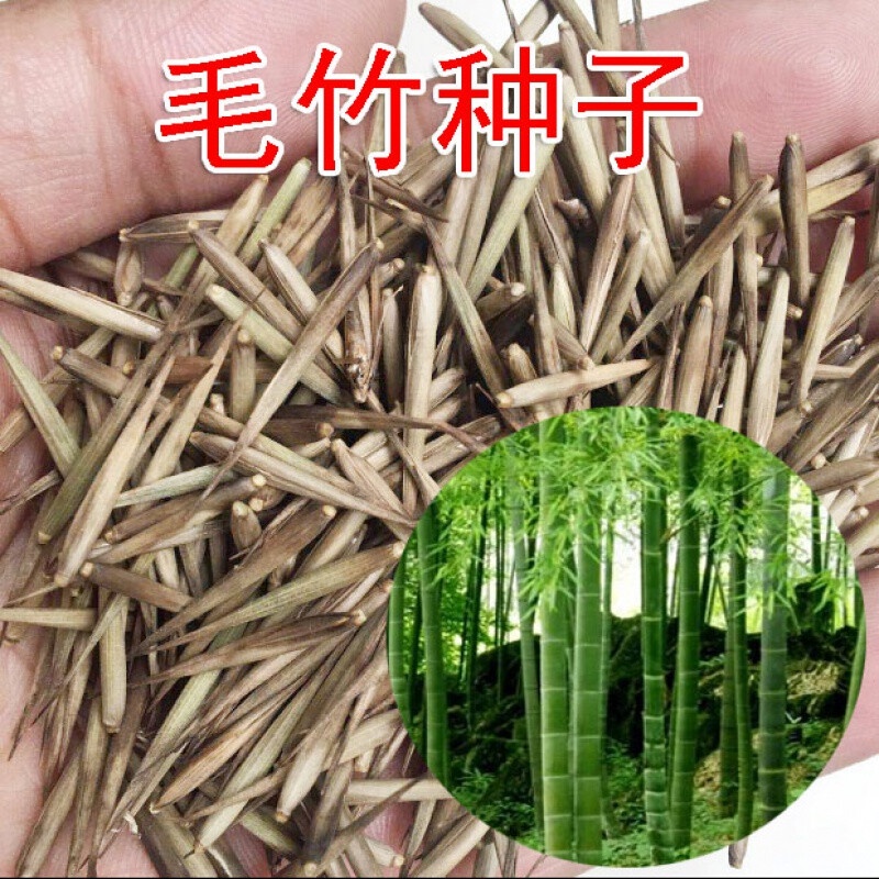 Large Mao Bamboo Seeds Green Bamboo Seedlings Phyllostachys Four