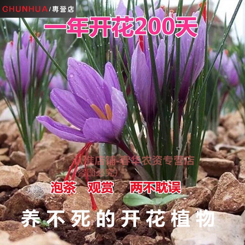 Chunhua Saffron Seed Pellet Seedling Edible with Pot Saffron Seed