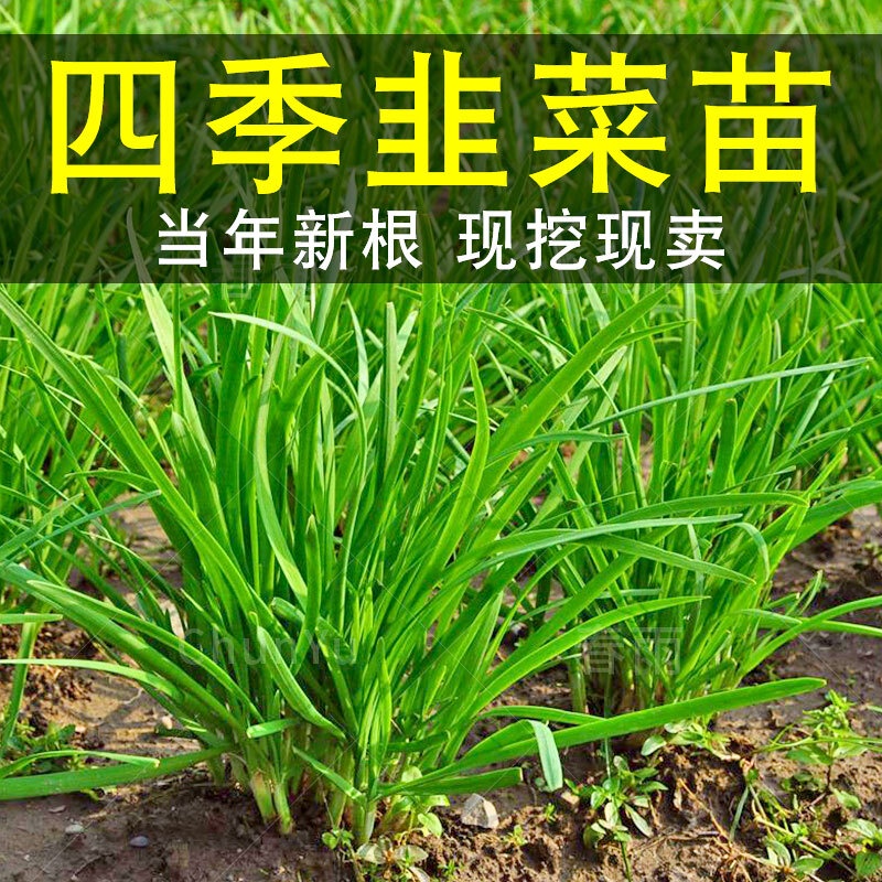 Leek Seedling Leek Root Purple Root Red Root Wide Leaf Big Leaf Now Dug ...