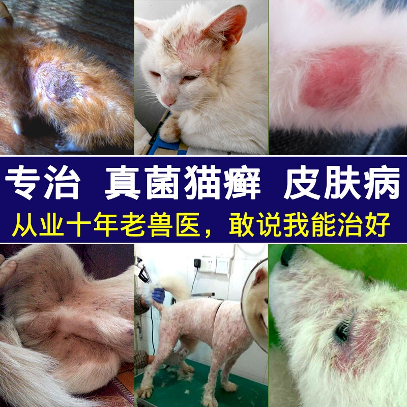 Cat skin ringworm treatment for cats itching itchy hair loss fungal